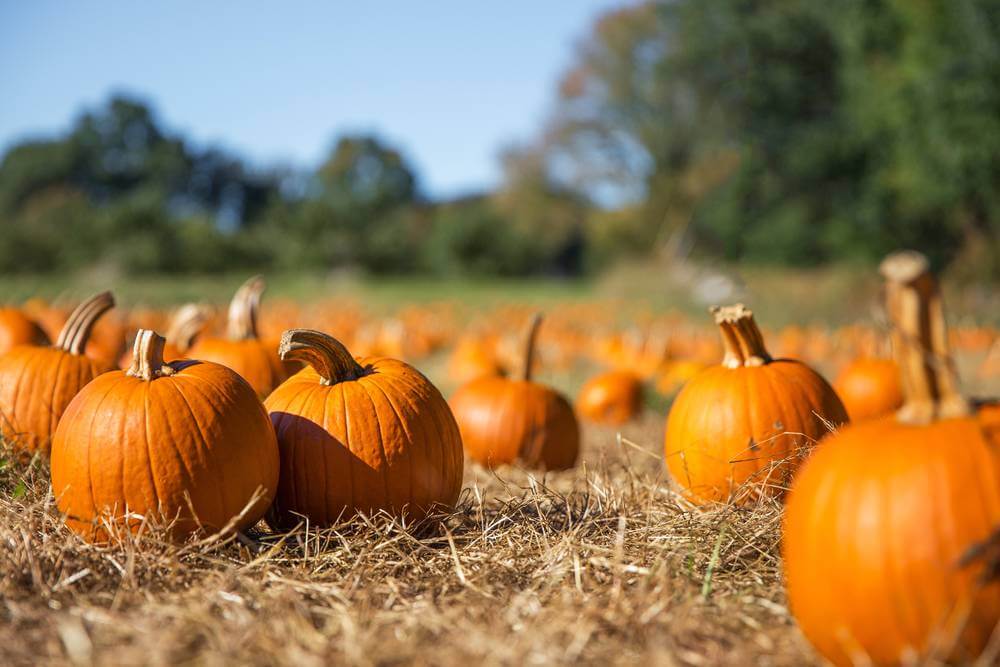 Halloween in London: The Best Events Across the Capital